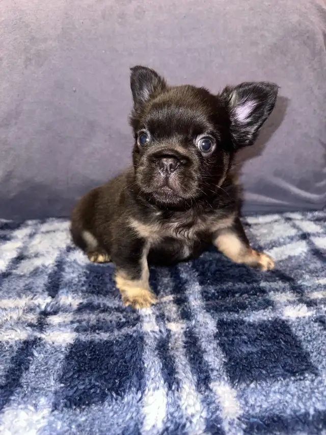 Fluffy Frenchie for Sale in Dogs & Puppies for Rehoming in City of Toronto - Image 4
