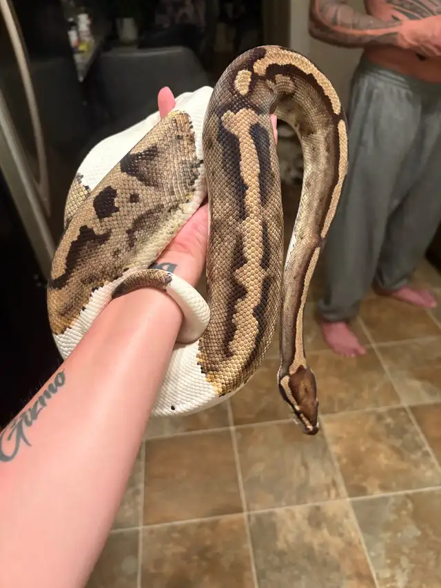 Beau & Buddies 64985469836162121