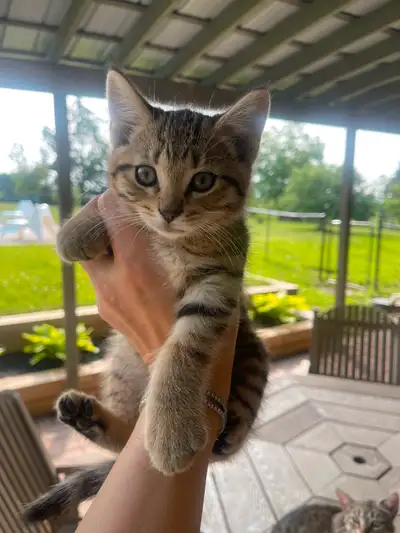 Super cute kittens ready to go home, View more