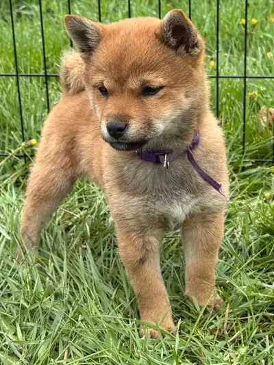 We have five very unique female Shiba Inu puppies looking for a good homes. Ranging in different per...