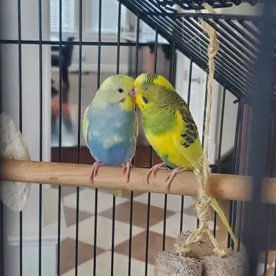 2 Budgies with everything you need  to take care of them, View more