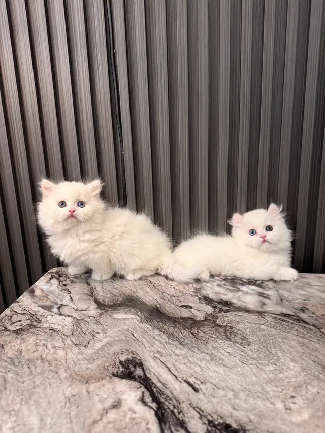 british longhair short leg munchkin kittens in Cats & Kittens for Rehoming in Oakville / Halton Region - Image 10