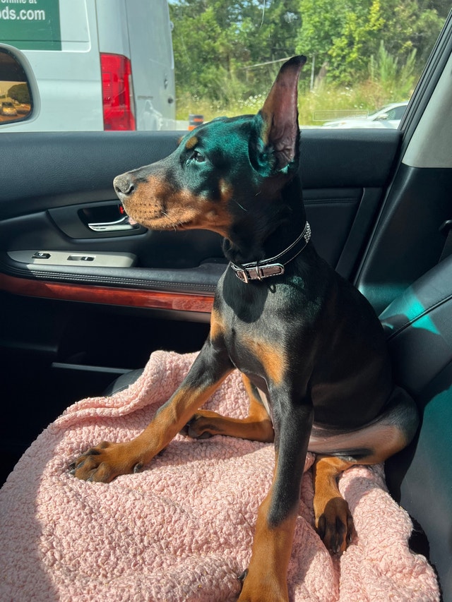 CKC Reg’d Doberman Puppies Dogs & Puppies for Rehoming Oshawa / Durham Region Kijiji