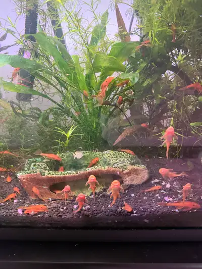 Super Red Bristlenose plecos ( Ancistrus sp), View more
