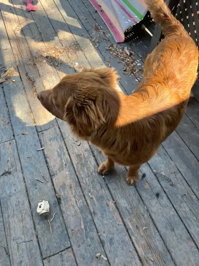 dog for sale , View more