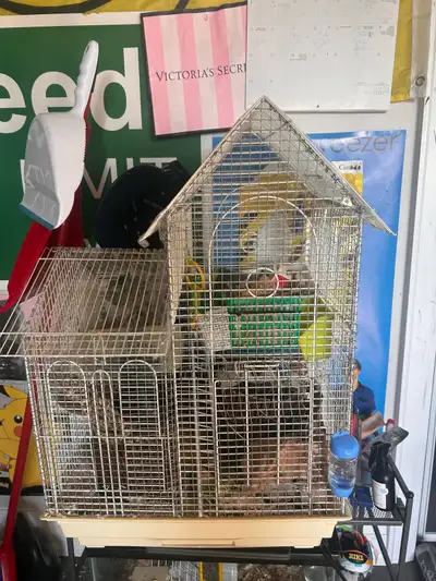 Taking in unwanted mice! , View more