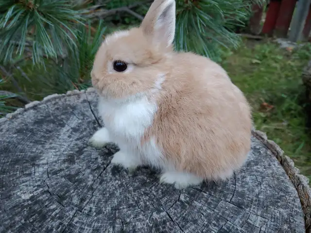 EXTRAORDINARY NETHERLAND DWARF, LIONHEAD, HOLLAND LOO BABY BUNNY in Small Animals for Rehoming in Mississauga / Peel Region - Image 6