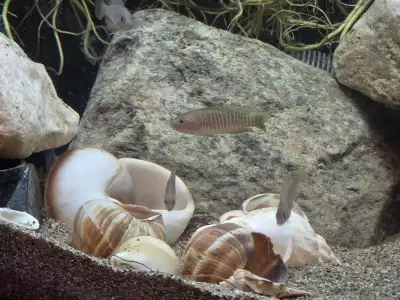 Rehoming Multies Shell Dweller Juveniles, View more