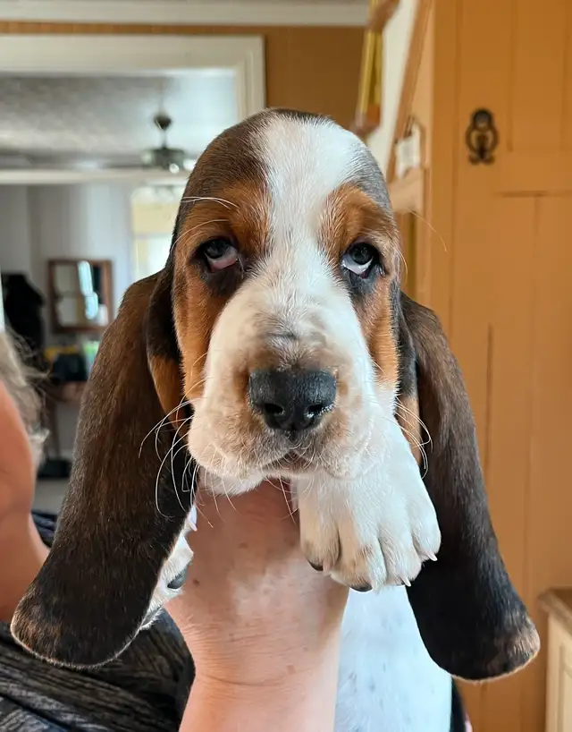 magnifiques chiots bassets enregistrés in Dogs & Puppies for Rehoming in Longueuil / South Shore - Image 2