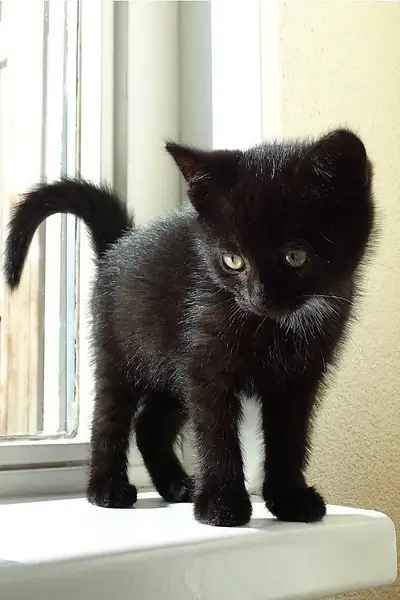 looking for 2 kittens, View more