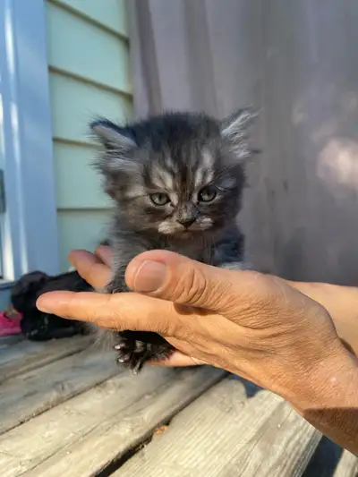 Kittens for sale , View more