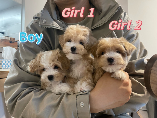 toy size maltipoo puppy in Dogs & Puppies for Rehoming in Richmond