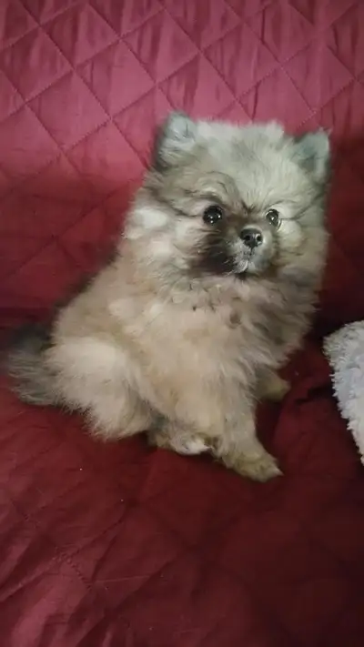 Purebred Pomeranian available for Stud, View more