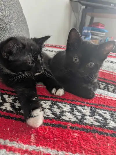 Kittens for sale, View more