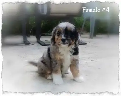 Bernedoodle F1b mini Tri coloured , View more