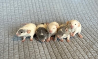 Beautiful Baby Rats