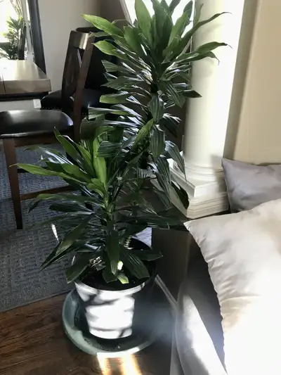 Houseplant / 4’4” Tall in 12” Pot , View more
