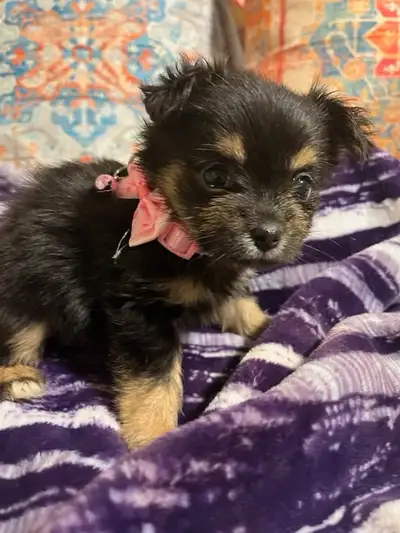 Adorable Outgoing Chorkie Puppies (4 Female 1 Male), View more
