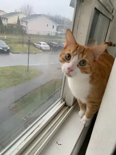 Orange Male cat for rehoming, View more