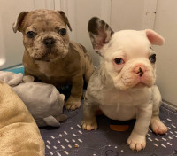 FRENCHIE PUPS!!! 