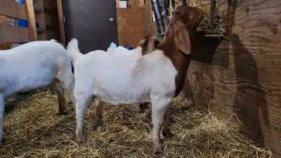 Pure and Kiko mixes. Only bucks remaining. Weaned mid-June.