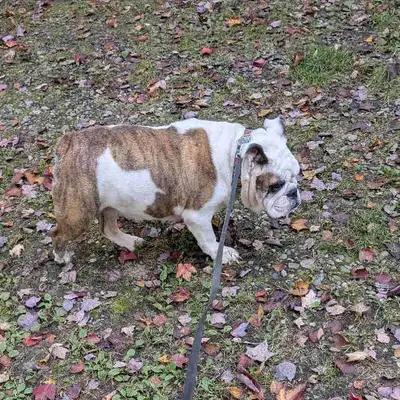 chien bulldog anglais, View more