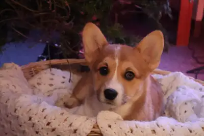 Classy Corgi Pups, View more