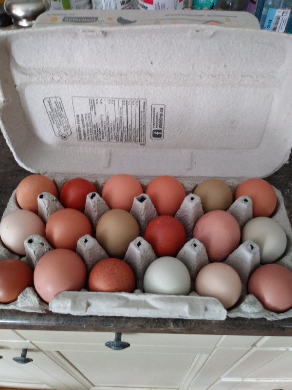 BYM hatching eggs in Livestock in Woodstock
