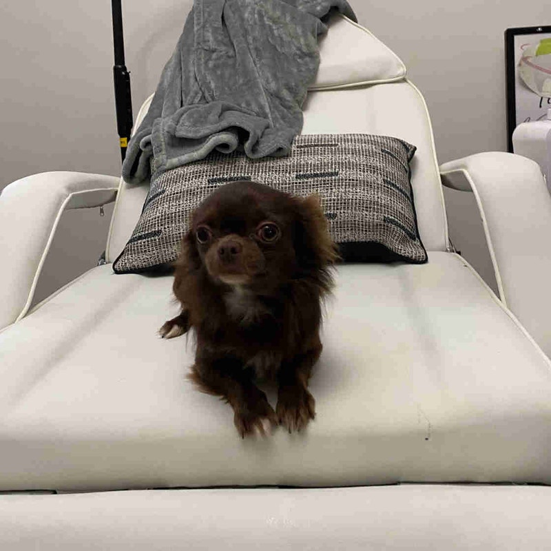 2 yr old male long haired chihuahua from Europe Dogs & Puppies for Rehoming Hamilton Kijiji