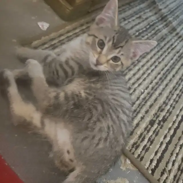 Darkness,burger,oreo