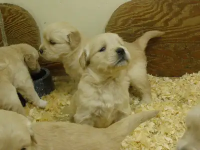 Golden Retriever Poster Puppies!, View more