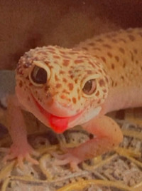 Gecko leopard (yeux serpent)