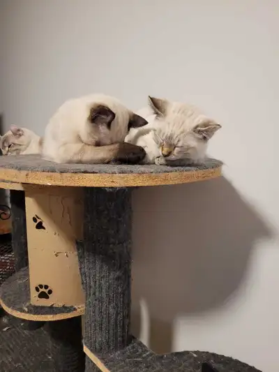 chaton mâle highland lynx kitten, View more