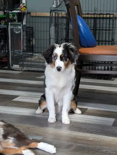 Miniature American Shepherd, View more