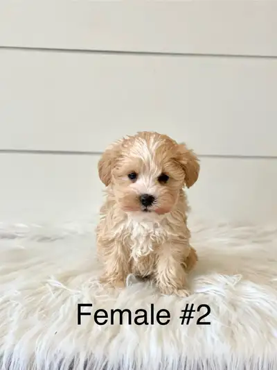 Beautiful Miniature Schnoodles, View more