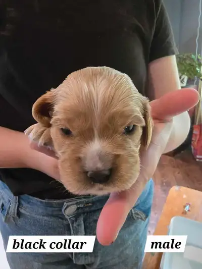 I have 9 American Cocker Spaniel, King Charles Cavalier cross pups. 4 males and 5 females. All are b...