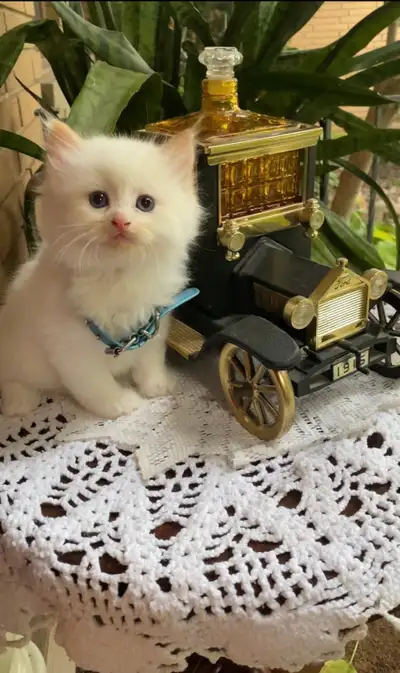gorgeous ragdoll kitten Etobicoke On, View more
