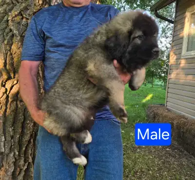 **Caucasian Shepherd Puppies** 1 Massive Male Available, View more