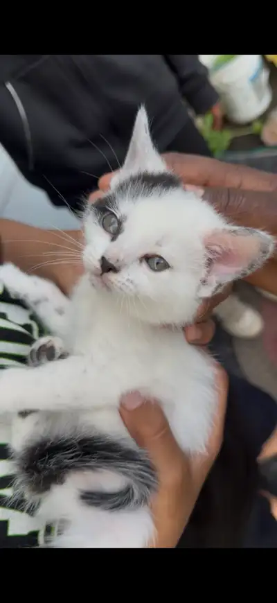 SERIOUS OFFERS ONLY  kitten, View more