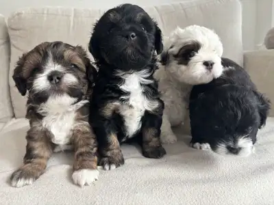 Puppies for adoption, View more