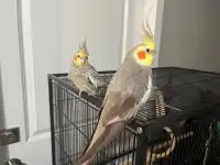 Cocktail pair with big cage 