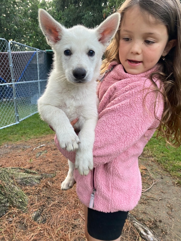 Purebred, White Shepherd Puppies Dogs & Puppies for Rehoming London