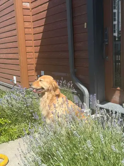 Needs help from veterinarian to do pet drugs business, View more