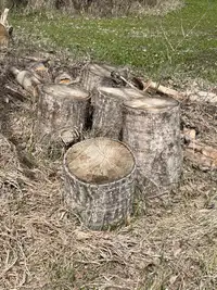 Free wood and stumps 