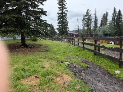 horse boarding $120/mth west of Cochrane 35 km on 110 acres, View more