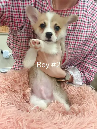 Two months old Welsh Corgi puppies , View more