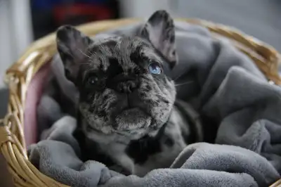 Chiots bouledogue Français, View more