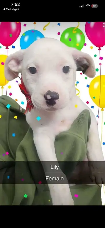 Female puppy looking for a home, View more