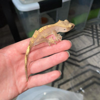 Crested Gecko “F252”