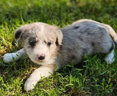 Corgi Poodle Puppies less shed, View more
